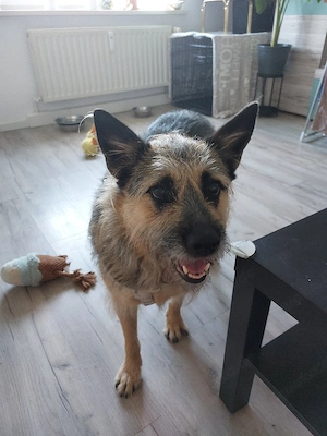 Bonja   4 Jahre, Schäferhund-Terrier-Mix sucht Herzensmensch   