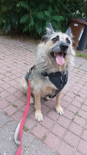 Bonja   4 Jahre, Schäferhund-Terrier-Mix sucht Herzensmensch   