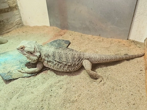 Bartagame weiblich, 2 Jahre alt