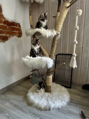 Maine Coon Mädels 