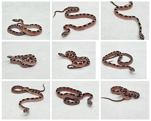 Kornnatter NZ26 Bloodred pied sided , Palmetto, Blizzard, Anery Palmetto, Mandarin, Anery, Classic 