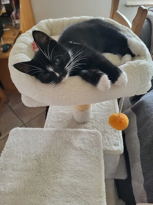 Kitten, kleiner Kater, Babykatze, 15 Wochen alt 