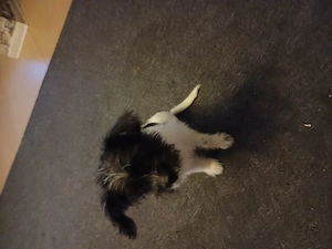 Kleine Maus sucht ein neues Zuhause 