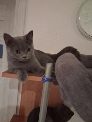 BKH Katzen