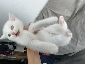  Wunderschöne Kitten   Türkisch Angora   BKH suchen ein liebevolles Zuhause 