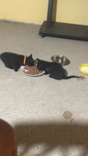 kitten kleine katzen zu verschenken