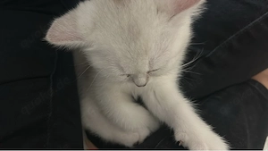 Liebevolles Zuhause für BKH Kitten  gesucht  INKLUSIVE STARTERSET!