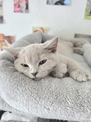 BKH Katze Lilac 4 Monate 