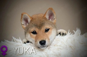 Wunderschöne Shiba-Inu-Welpen mit rotem Fell 