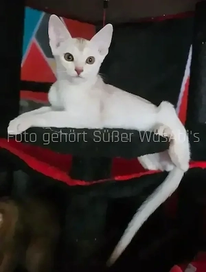 Reinrassige Abessinische Kätzchen 