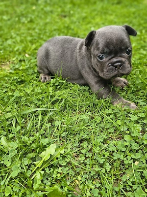 Französische Bulldoggen Welpen