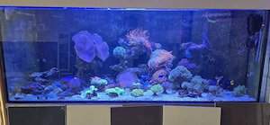 Meerwasser Aquarium korallen docktor