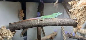 Pärchen Anolis grahami