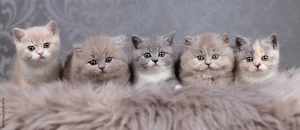 Suche Kitten Kater