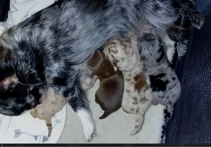 chihuhuha welpe langharr 