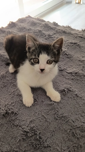 Kleine Süße Katze Kätzchen 