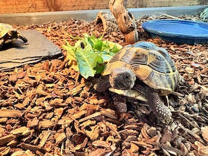 Griechische Landschildkröte   männlich    4 Jahre alt