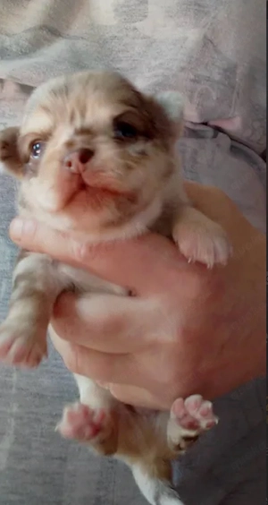 chihuhua welpen 1 weibchen 2 rüden 