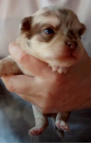 chihuhua welpen 1 weibchen 2 rüden 