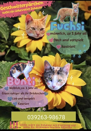 liebe Katzen 
