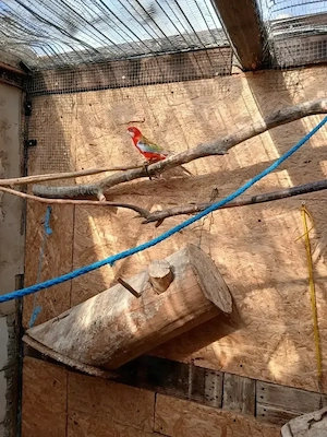 Junger Rosella aus Freivoliere