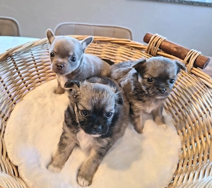 Chihuahua reinrassig 