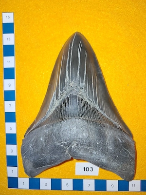 Megalodon Zahn (No 103) USA Südküste