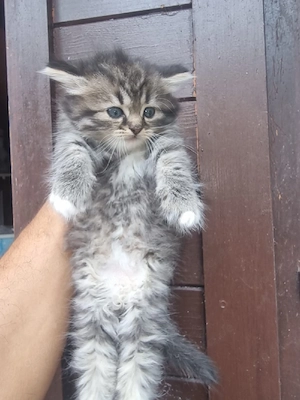 Türkische Mix Angora Katzenbabys