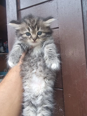 Türkische Angora Kitten