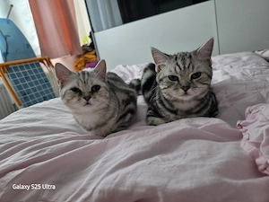 BKH Kitten Silver Black Tabby
