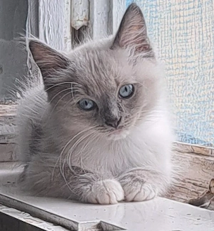 Ragdoll-Siam Kitten