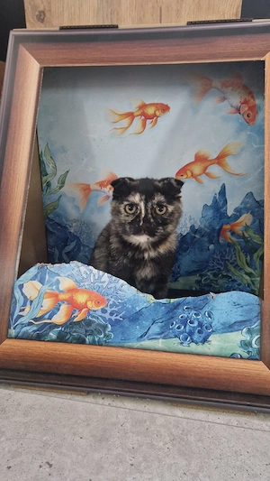 bkh ragdoll mix mädchen