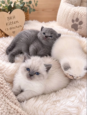    BKH Kitten suchen ein liebevolles Zuhause   