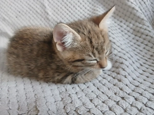    Süße Katzenbabys suchen ein liebevolles Zuhause   