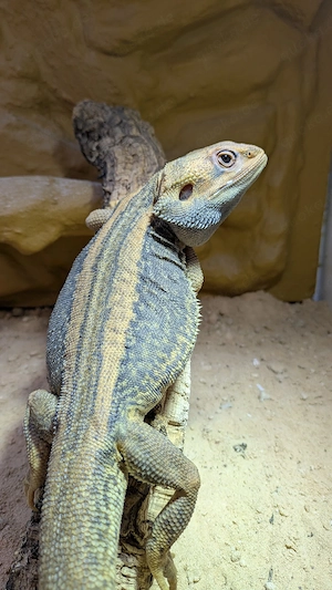 Bartagame Thunderbolt Hypo Translucent het zero  1.0 