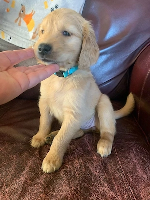 Entzückende Golden-Retriever-Welpen suchen ein liebevolles Zuhause
