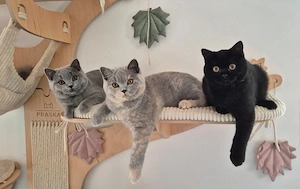 Wunderschöne BKH Kitten suchen noch Ihre Herzfamilien <3 