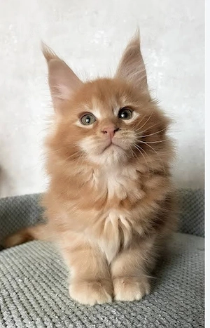 Geimpfte reinrassige Maine-Coon-Kätzchen