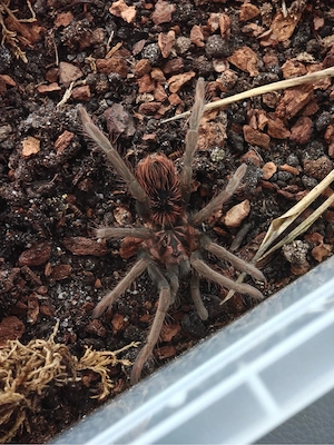 0.1 Xenesthis sp. White