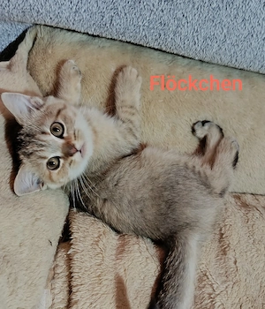 süße Bkh Kitten 