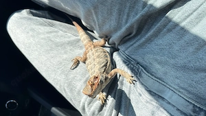 Leatherback Bartagame Weibchen 