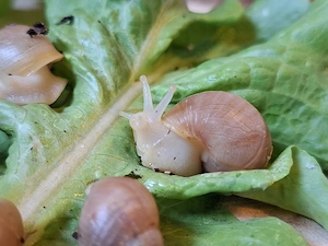 Achatschnecken Fulicia 