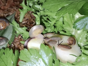 Pleurodonte Isabella Blue 