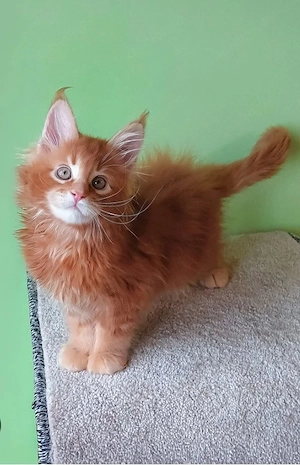 Reinrassige Maine-Coon-Kätzchen mit Stammbaum