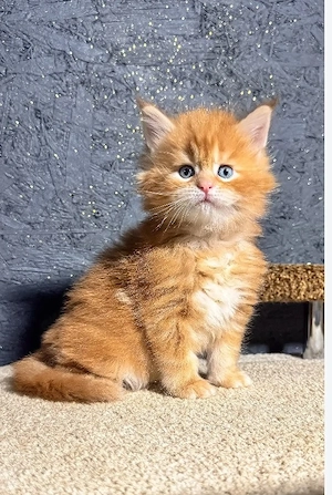 Wunderschöne Maine-Coon-Kätzchen (männlich und weiblich)