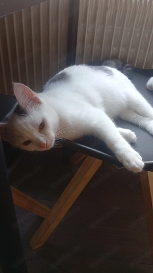 Katzen  zu verschenken 