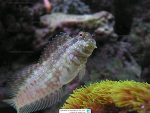 Algenblenny Meerwasser