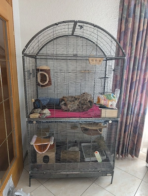 Chinchillas zu verkaufen 