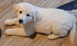 Golden Retriever X Berger Blanc Suiss