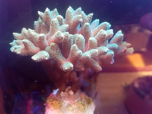 Seriatopora caliendrum SPS Koralle Meerwasser Salzwasser TOP!!